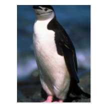 Chinstrap Penguin Postcard