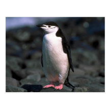 Chinstrap Penguin Postcard