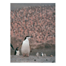 Chinstrap Penguin Postcard