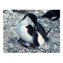 Chinstrap Penguin Postcards