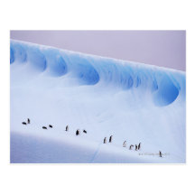 Chinstrap Penguin, South Orkney Islands Postcard