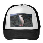 Chinstrap Penguin Trucker Hat