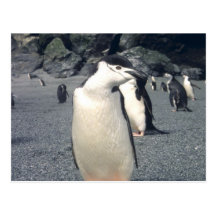 Chinstrap Penguin Waddle Postcards