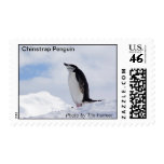 Chinstrap Penguin With Mountain Postage