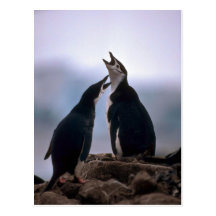 Chinstrap Penguins Greeting At Nest Post Cards
