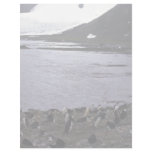 Chinstrap Penguins In Mixed Colony With Gentoo Pen Letterhead Design