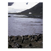 Chinstrap Penguins In Mixed Colony With Gentoo Pen Post Card