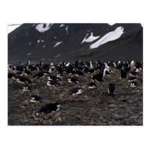 Chinstrap Penguins Nesting Colony Post Card
