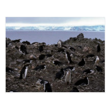 Chinstrap Penguins Nesting Colony Post Card