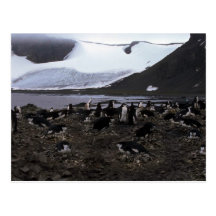 Chinstrap Penguins Nesting Colony Postcards