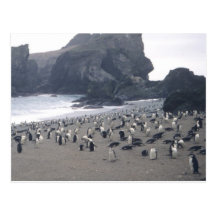 Chinstrap Penguins on Seal Island Post Card