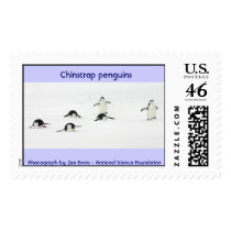 Chinstrap penguins postage by moxieann Chinstrap penguins postage