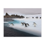 fauna, antarctica, southern ocean, outdoor, group,