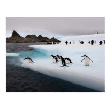 chinstrap penguins, Pygoscelis antarctica, 2 Postcards