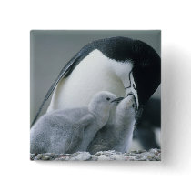 Chinstrap Penguins, Pygoscelis antarctica), Pins