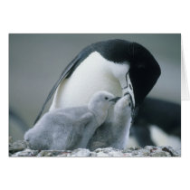 Chinstrap Penguins, Pygoscelis antarctica), Greeting Card