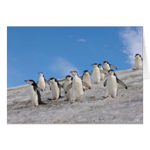 chinstrap penguins, Pygoscelis antarctica, Card