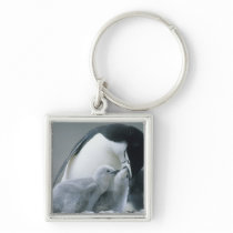 Chinstrap Penguins, Pygoscelis antarctica), Keychains