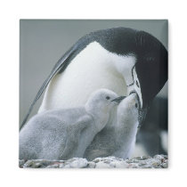 Chinstrap Penguins, Pygoscelis antarctica), Fridge Magnets