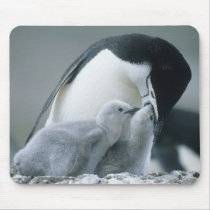 Chinstrap Penguins, Pygoscelis antarctica), Mouse Pad