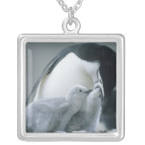 Chinstrap Penguins, Pygoscelis antarctica), Jewelry