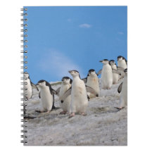 chinstrap penguins, Pygoscelis antarctica, Notebook