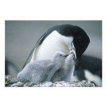 Chinstrap Penguins, Pygoscelis antarctica),
