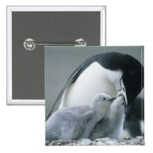 Chinstrap Penguins, Pygoscelis antarctica), Pins