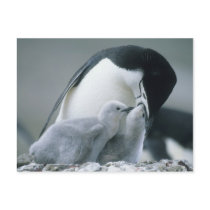 Chinstrap Penguins, Pygoscelis antarctica), Post Card