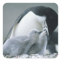 Chinstrap Penguins, Pygoscelis antarctica), Square Sticker