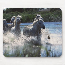 Chintoteague Ponies Crossing Channel mousepads