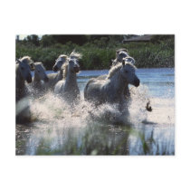 Chintoteague Ponies Crossing Channel postcards by HorseLoversGifts Chintoteague Ponies Crossing Channel postcards