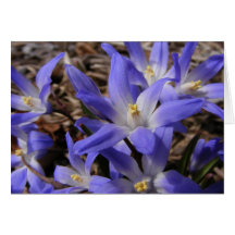 Chionodoxa 159 ~ card
