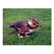 Chipduck Post Cards
