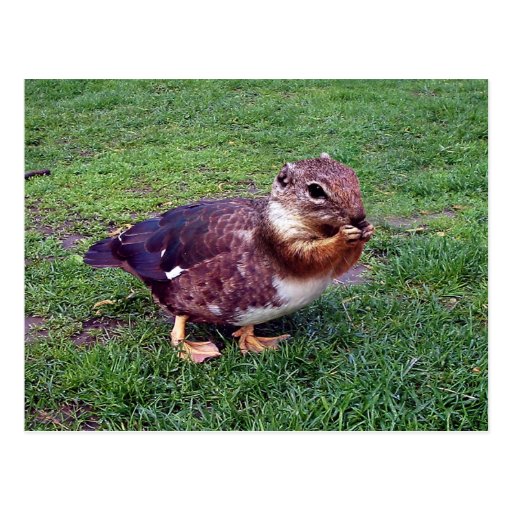 Chipduck Post Cards