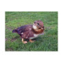 Chipduck Post Cards