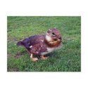 Chipduck postcards by Junglegeorge Chipduck postcards