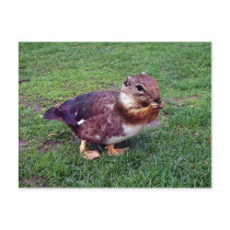 Chipduck postcards