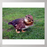 Chipduck poster posters