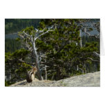 Chipmunk at Two Medicine Lake Overlook at Glacier Card