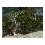 Chipmunk at Two Medicine Lake Overlook at Glacier Postcard