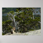 Chipmunk at Two Medicine Lake Overlook at Glacier Poster