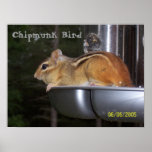 Chipmunk Bird posters