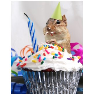 cute chipmunk on a birthday eating cake - bday celebration photography