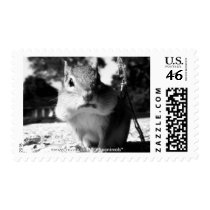 Chipmunk Black&White - Postage Stamps (horizontal)