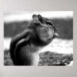 Chipmunk black&white - Print