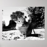 Chipmunk black&white - Print