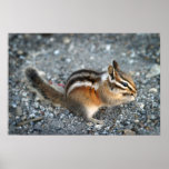Chipmunk Canvas posters