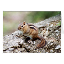 Chipmunk cards