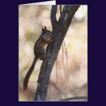 Chipmunk